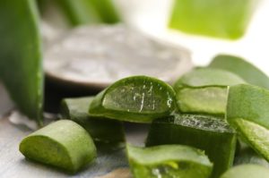 Aloe Vera: The Medicine Plant for the Kitchen