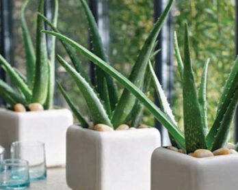 Aloe Vera: The Medicine Plant for the Kitchen